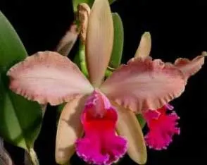 Cattleya Penny Kuroda x Laeliocattleya Amber Penny