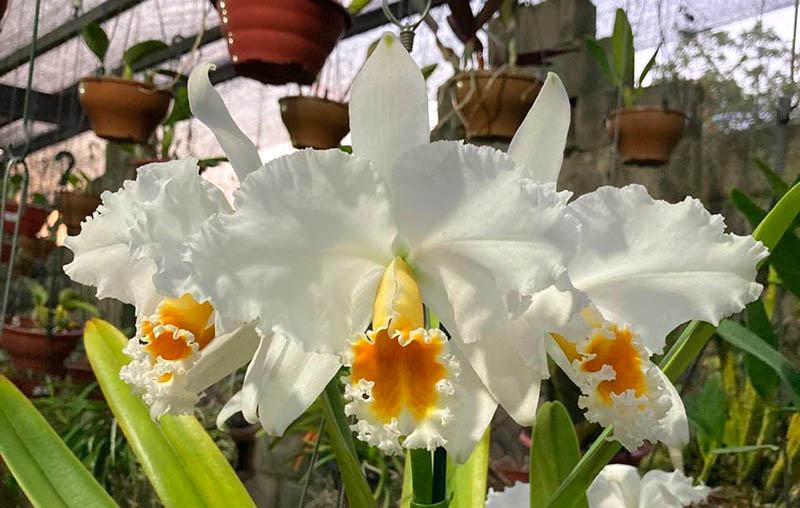 Cattleya percivaliana alba x self