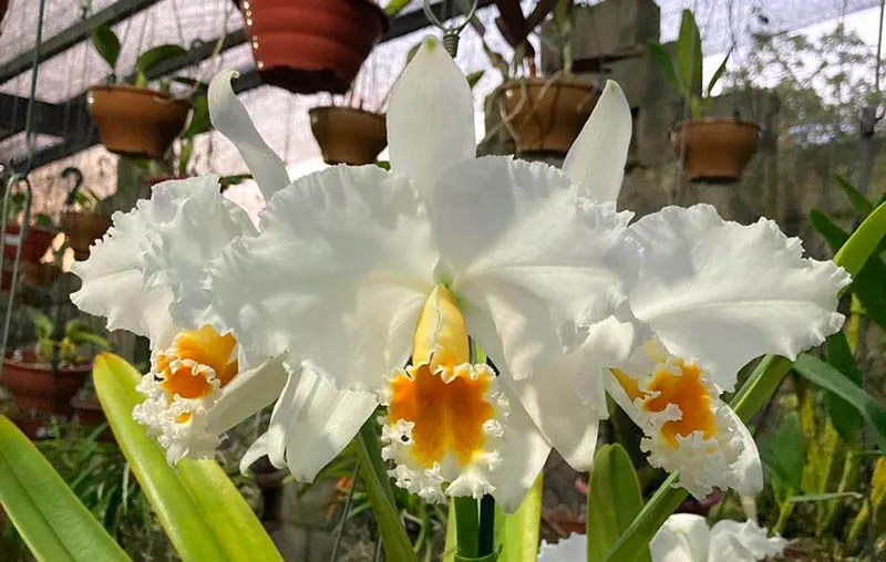 Cattleya percivaliana alba x self