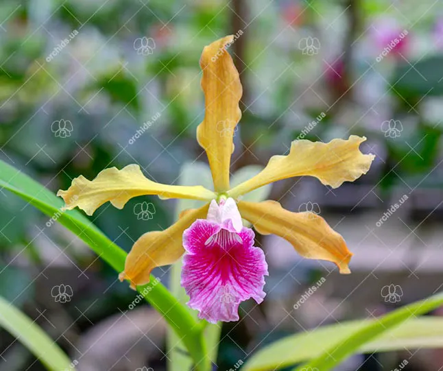 Laelia grandis
