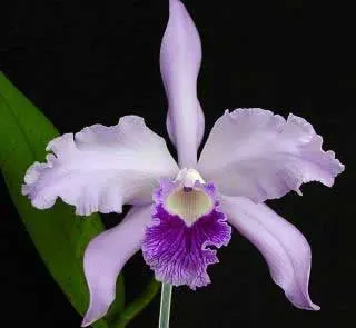 Laelia Pulcherrima coerulea (L. lobata coerulea x L. purpurata werkhauseri)