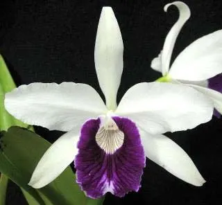 Laelia purpurata carnea (dark lip x St. Nicolau)