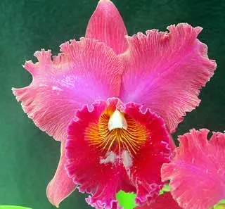 Laeliocattleya Joao Paulo Fontes x Brassolaeliocattleya Oconee Mendenhall