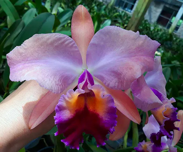 Laeliocattleya Tyl Belle 'Fantasy' (Tyl x Edgard Van Bele)