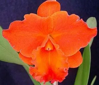 Sophrolaeliocattleya Tropical Flare 'Magic Fire'
