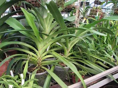 Angraecum eburneum