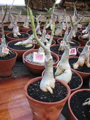 Adenium Siam Pretty Pink