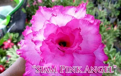 Adenium Siam Pink Angel