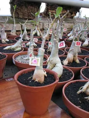 Adenium Siam Pink Angel