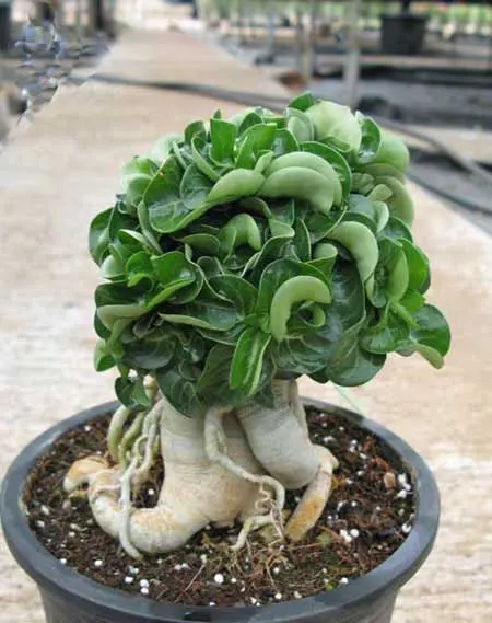 Adenium Kao Kae