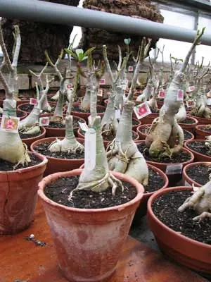 Adenium Kao Kae