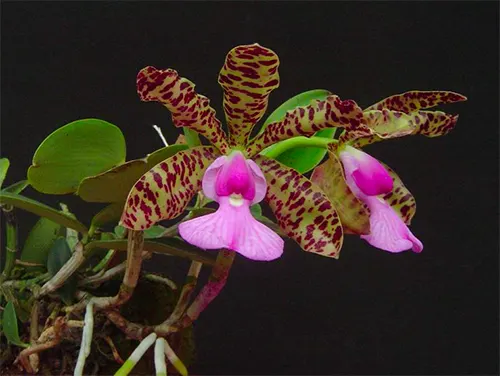 Cattleya aclandiae