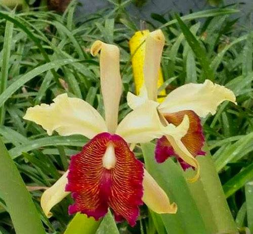 Cattleya dowiana
