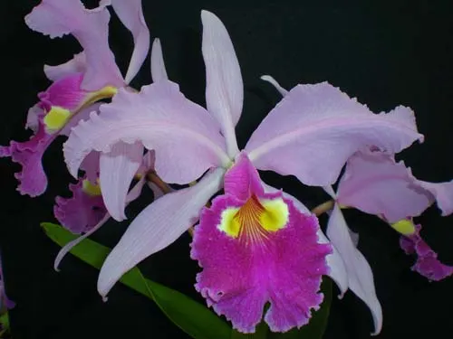 Cattleya gigas var. sanderiana