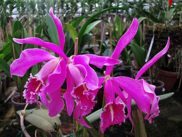 Cattleya maxima
