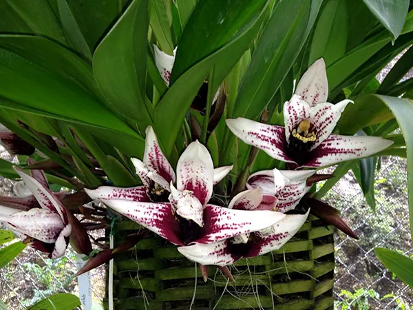 Maxillaria sanderiana