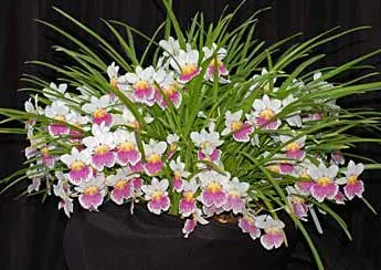 Miltoniopsis phalaenopsis
