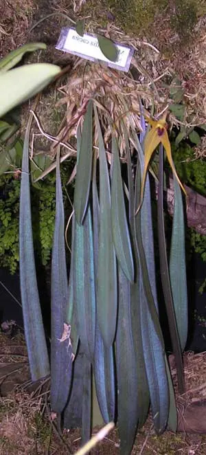Masdevallia caesia