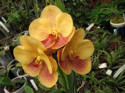 Ascocenda Jiraprabha x Vanda (Devaraks -Ascocenda Butterfly)