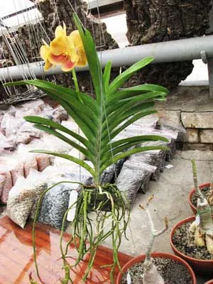 Ascocenda Jiraprabha x Vanda (Devaraks -Ascocenda Butterfly)