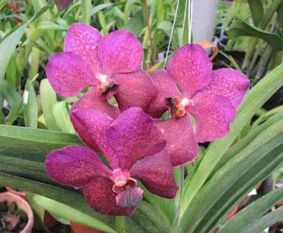 Ascocenda Kultana Gems x Vanda Patcharee's Delight
