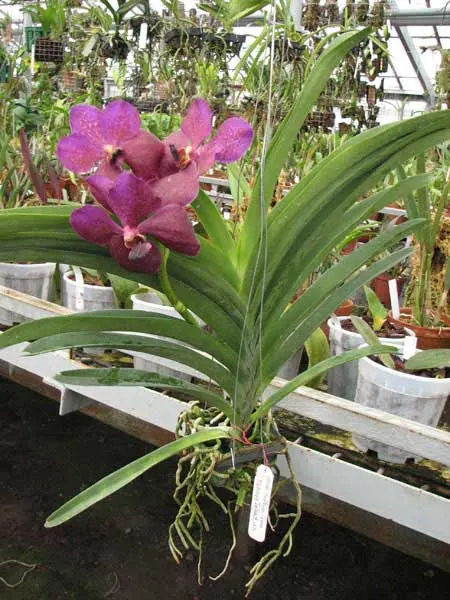 Ascocenda Kultana Gems x Vanda Patcharee's Delight