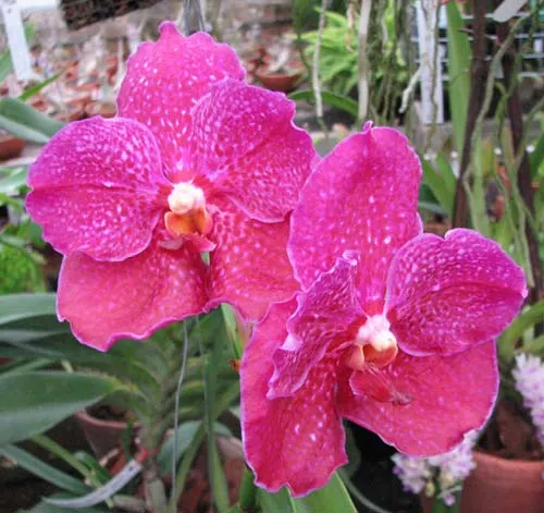 Ascocenda Kultana Pappion x Vanda Srakaew