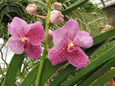 Vanda (Lenavat-Anek) x Vanda Pimsai
