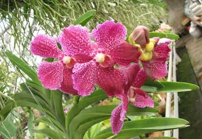 Vanda (Thongchai-Fuchs Delight) x Vanda (Wirat - Manuvadee)