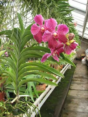 Vanda (Thongchai-Fuchs Delight) x Vanda (Wirat - Manuvadee)
