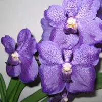 Vanda Adisak x Vanda Dr. Anek