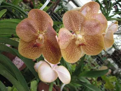Vanda Bernice Miller x Vanda Fuchs Delight Dr. Anek