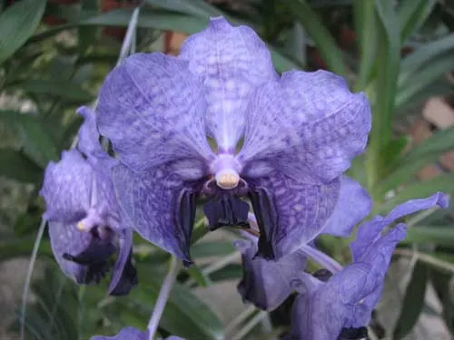 Vanda Bhimayothin x Vanda coerulea