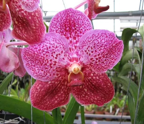 Vanda Fuchs Delight Dr. Anek  x Ascocenda Kultana Gems