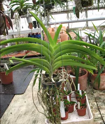 Vanda Fuchs Delight Dr. Anek  x Ascocenda Kultana Gems