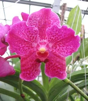 Vanda Kasem's Delight x Vanda Patcharee's Delight