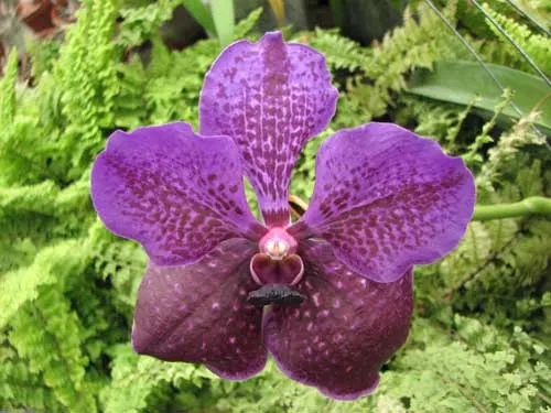 Vanda Kultana Delight x Vanda Patcharee's Delight