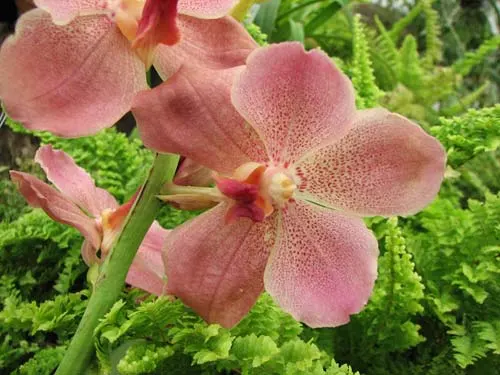 Vanda Pranermprai x Vanda Patcharee's Delight