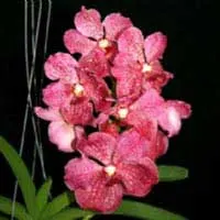 Vanda Sankamphaeng x Vanda Patcharee