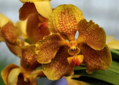 Vanda Udom Gold x Vanda Pranermprai