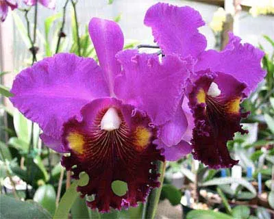 Brassolaeliocattleya Lucky Man 'Bangkok'