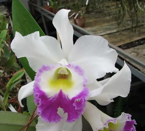 Brassocattleya Deesse 'Pakrathorn'