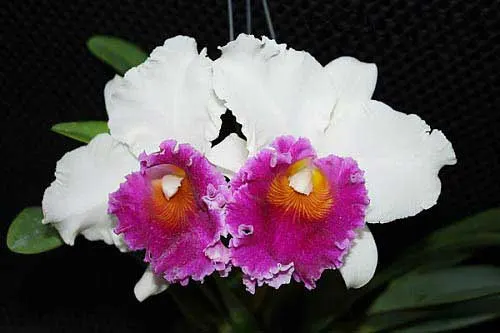 Brassolaeliocattleya Memoria Tiang 'Pipob'