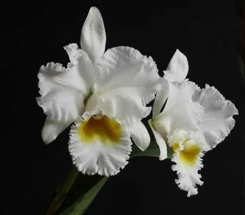 Cattleya Gertrude Hausermann