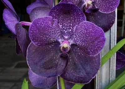 Vanda Robert Delight 'Blue Black'