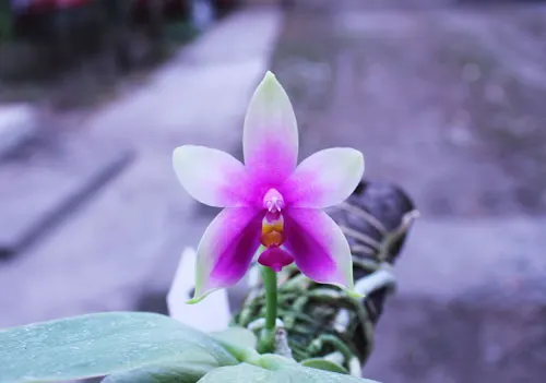 Phalaenopsis violacea 'Borneo'