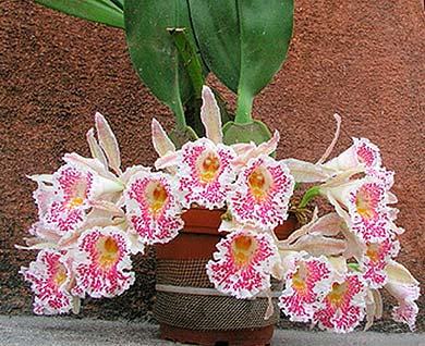 Trichopilia suavis