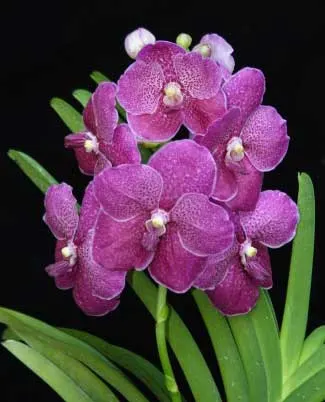 Vanda Robert Delight 'Pink Diamond'