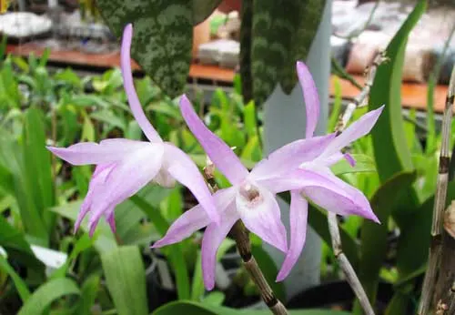 Dendrobium moniliforme Akabana