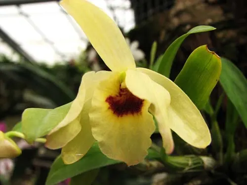 Dendrobium moniliforme Hoshibu
